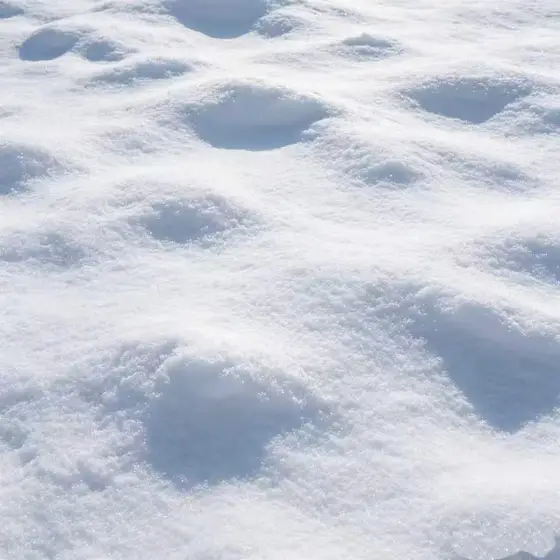 雪地